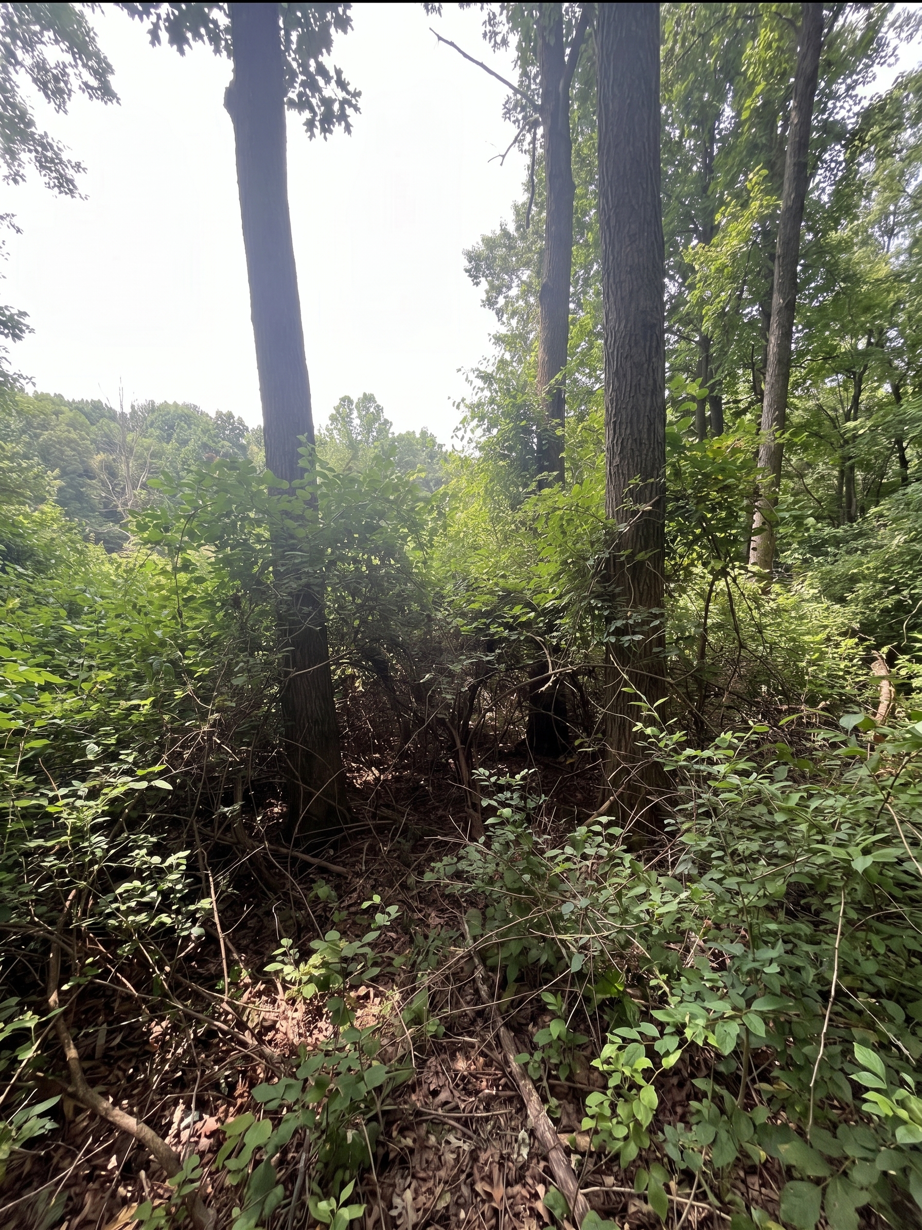 Overgrown Ohio property before land clearing
